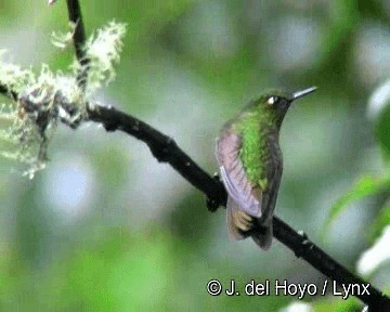 Tyrian Metaltail (Tyrian) - ML201308471
