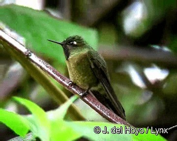 Tyrian Metaltail (Tyrian) - ML201308481