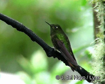 Tyrian Metaltail (Tyrian) - ML201308501