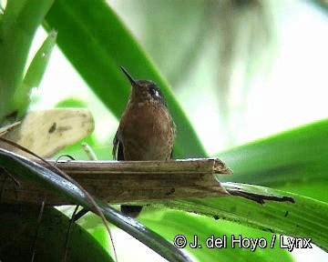 Tyrian Metaltail (Tyrian) - ML201308521