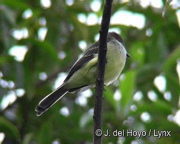 Pale-edged Flycatcher - ML201308531