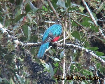 Quetzal Cabecidorado - ML201308551