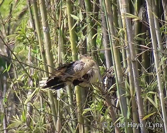 Guira Cuckoo - ML201308701