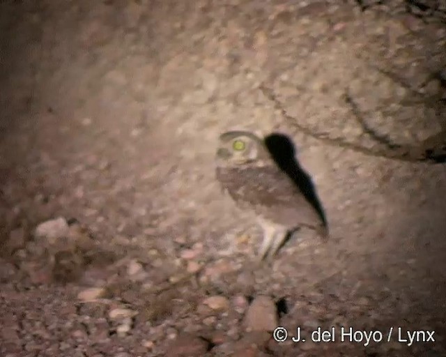 Burrowing Owl (grallaria) - ML201308711