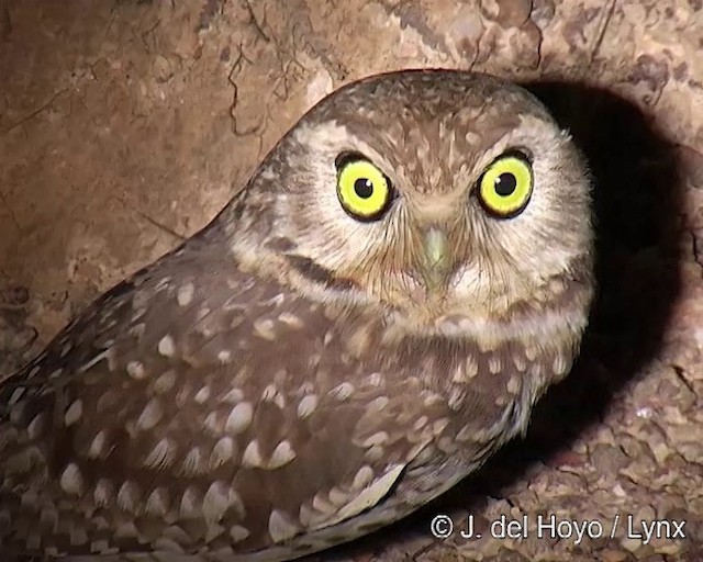 Burrowing Owl (grallaria) - ML201308721