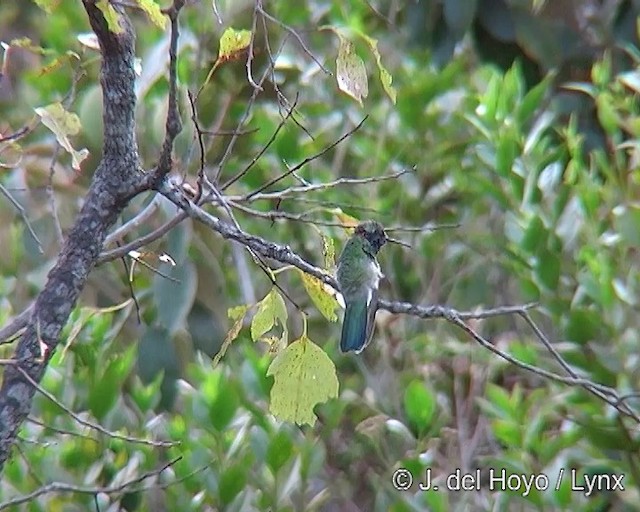 White-vented Violetear - ML201308751