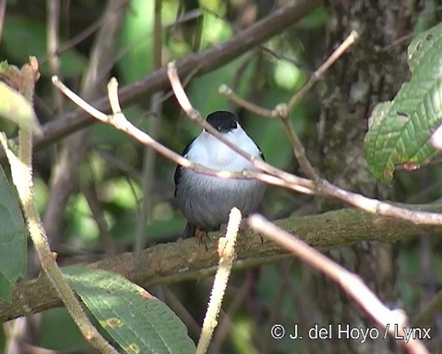 Ak Sakallı Manakin - ML201308831