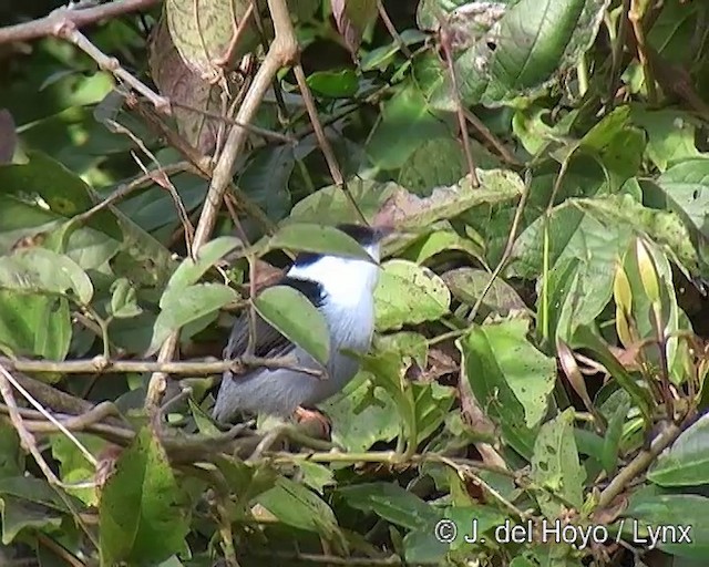 Ak Sakallı Manakin - ML201308841