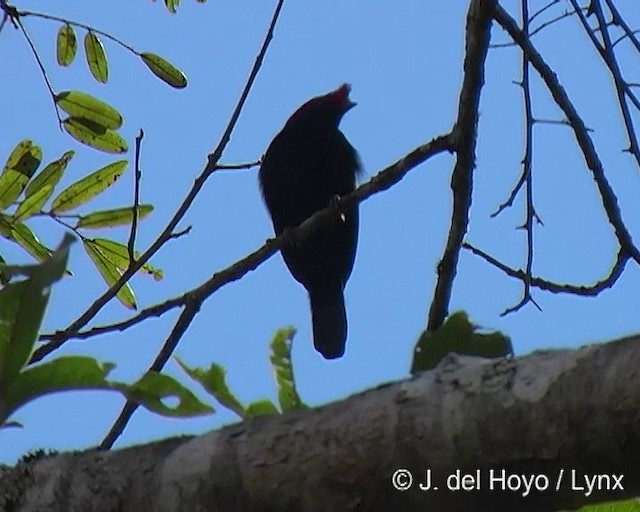 Helmeted Manakin - ML201308851