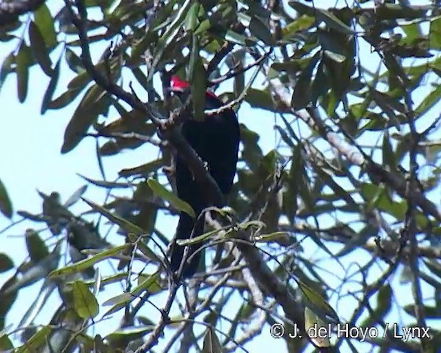 Helmeted Manakin - ML201308861