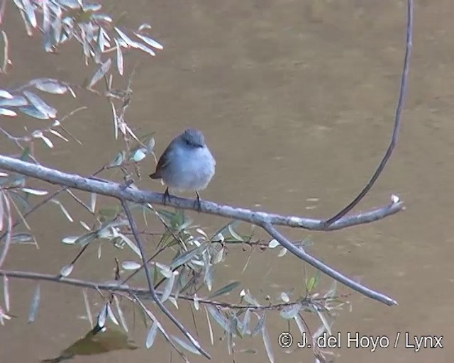 Sooty Tyrannulet - ML201308881