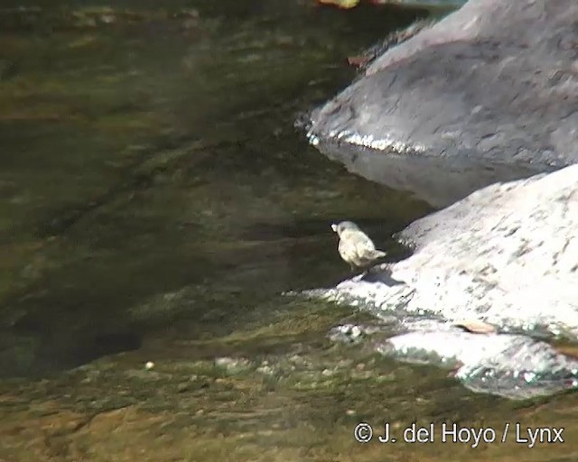 Sooty Tyrannulet - ML201308891