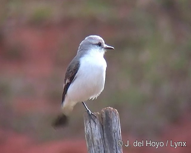 White-rumped Monjita - ML201308931