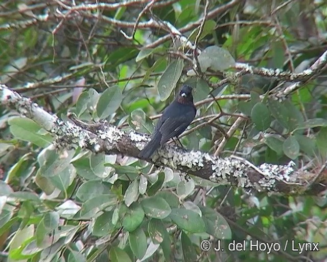 Velvety Black-Tyrant - ML201308951