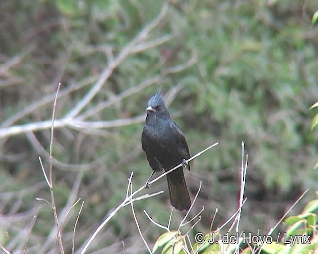 Crested Black-Tyrant - ML201308961