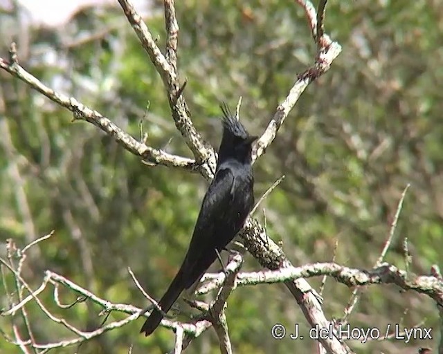 Crested Black-Tyrant - ML201308971