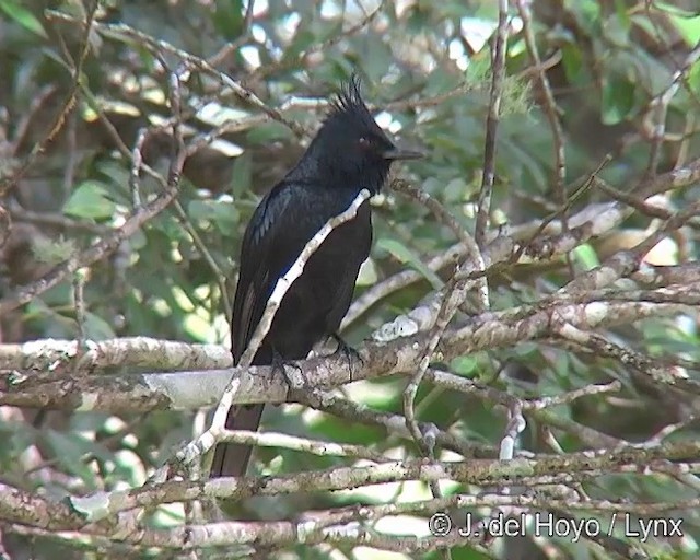 Crested Black-Tyrant - ML201308981