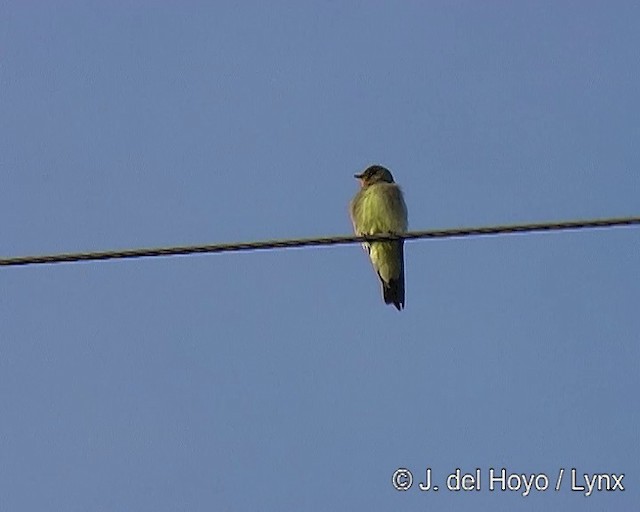 Güneyli Sert Kanatlı Kırlangıç - ML201309041