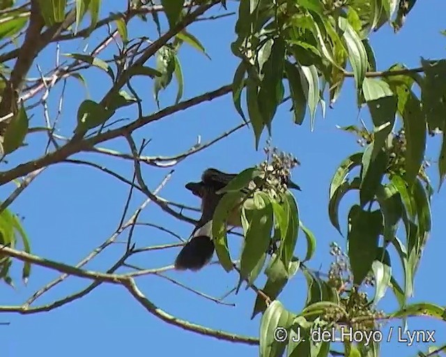 Chalk-browed Mockingbird - ML201309061