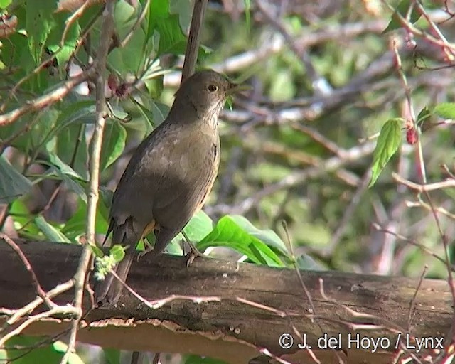 Rufous-bellied Thrush - ML201309071