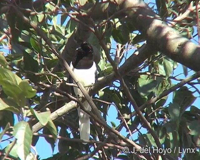 Curl-crested Jay - ML201309081