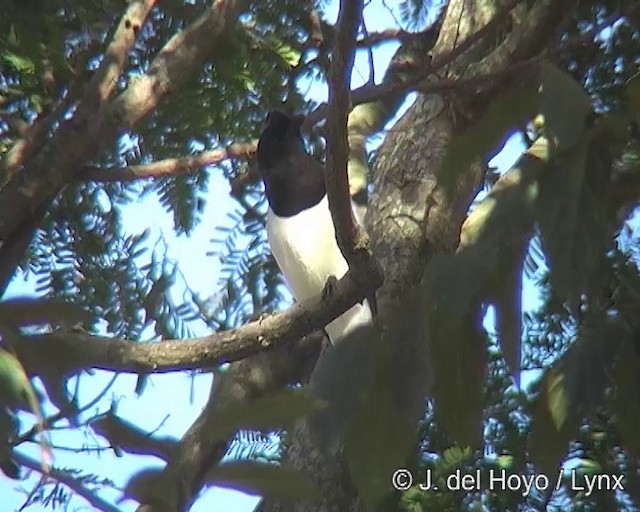 Curl-crested Jay - ML201309091