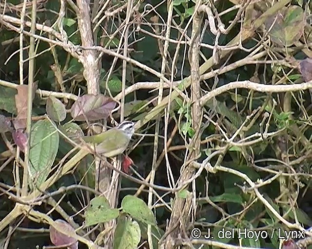 キンイタダキアメリカムシクイ（hypoleucus） - ML201309101