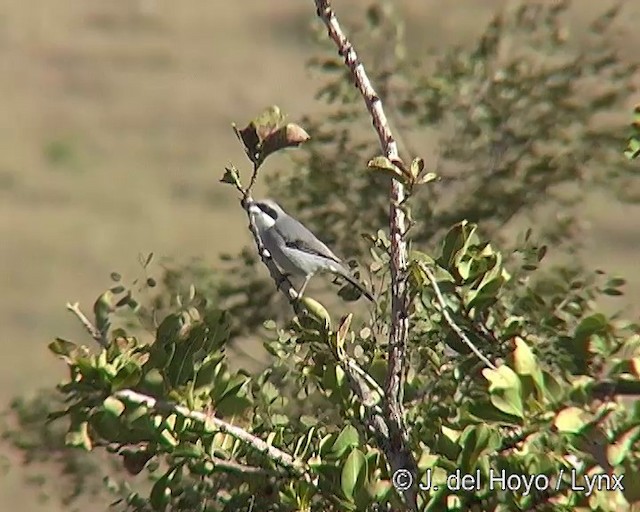 White-banded Tanager - ML201309121