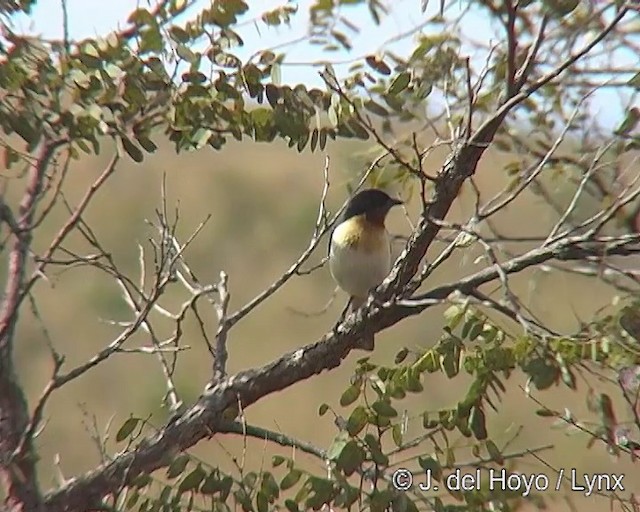 White-rumped Tanager - ML201309131