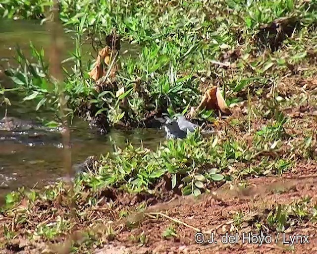 Sayaca Tanager - ML201309171