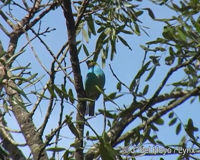 Gilt-edged Tanager - ML201309181