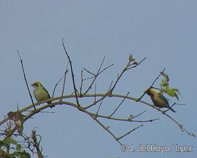 Burnished-buff Tanager (Stripe-bellied) - ML201309191