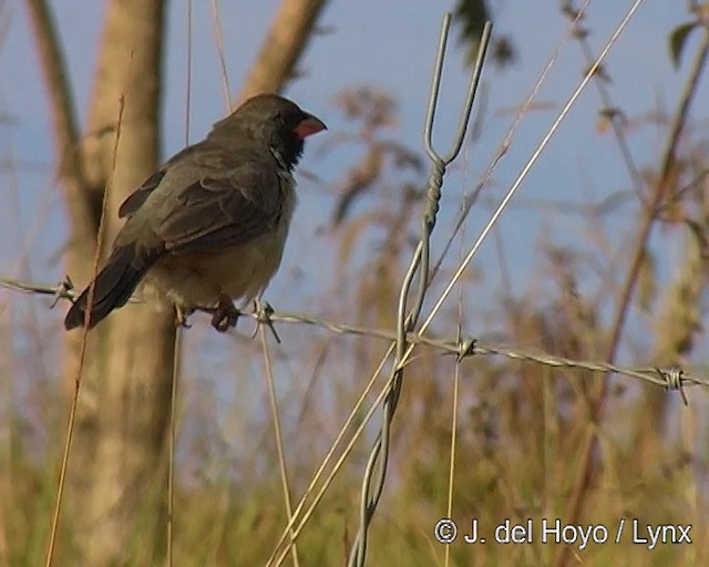 Kara Gerdanlı Saltator - ML201309261