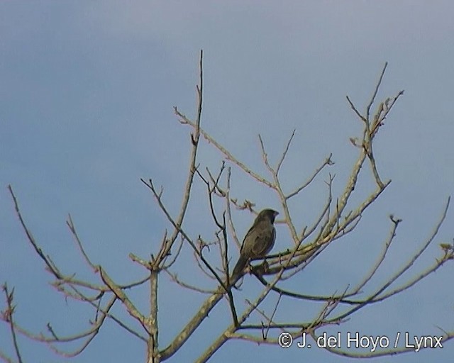 Kara Gerdanlı Saltator - ML201309271