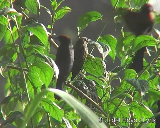 Chestnut-capped Blackbird - ML201309281