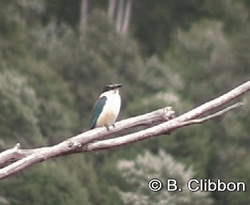 Sacred Kingfisher (New Zealand) - ML201309331