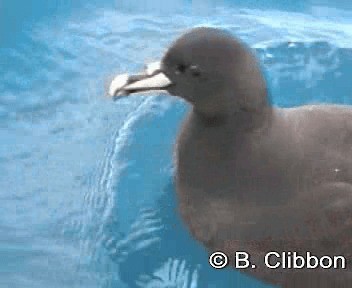 White-chinned Petrel - ML201309381