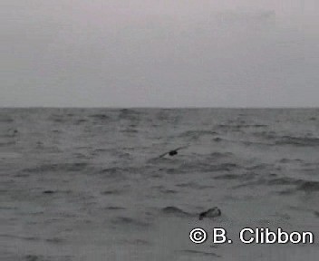 Sooty Shearwater - ML201309481