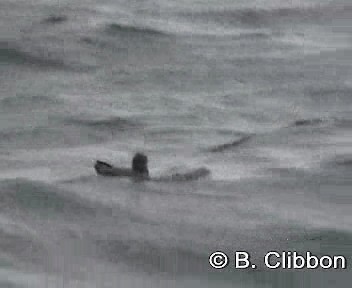 Sooty Shearwater - ML201309491