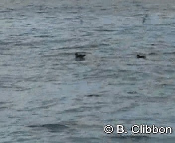 Hutton's Shearwater - ML201309501