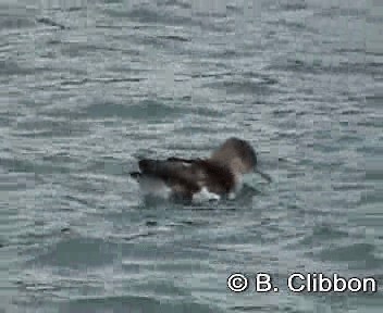 Fluttering Shearwater - ML201309531