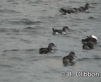 Fluttering Shearwater - ML201309551