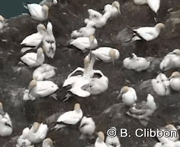 Australasian Gannet - ML201309581