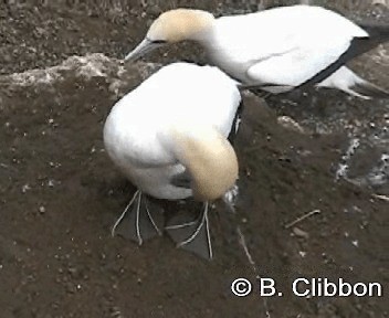 Australasian Gannet - ML201309591