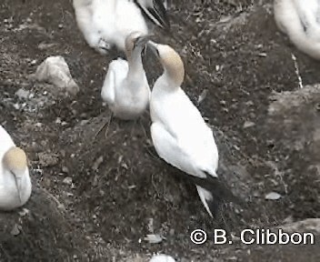 Australasian Gannet - ML201309601