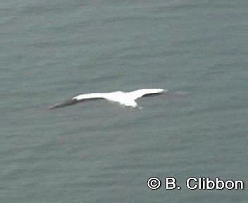 Australasian Gannet - ML201309611