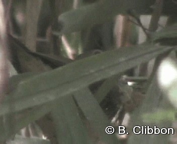 Bulbul Carigrís - ML201309731