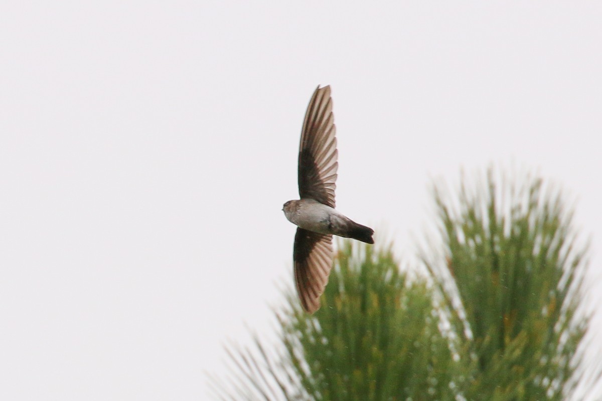White-rumped Swiftlet - Tommy Pedersen