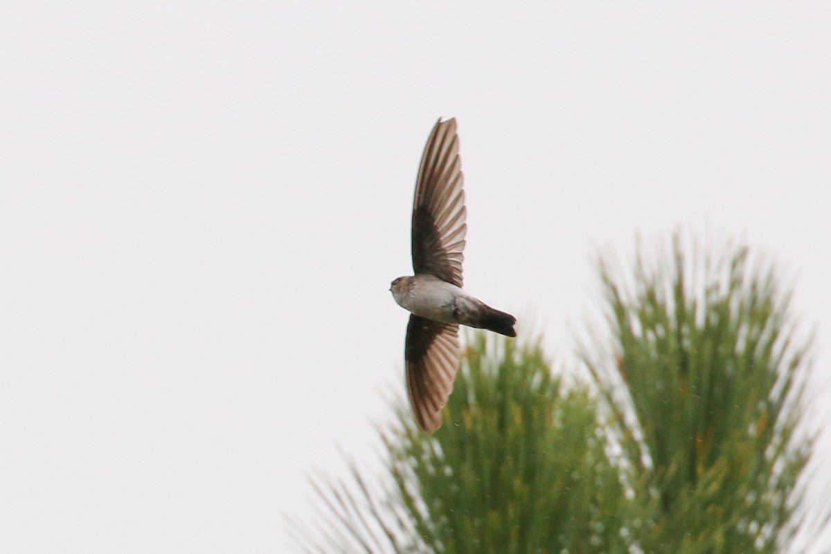 White-rumped Swiftlet - ML20130981