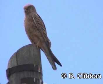 Greater Kestrel - ML201309811